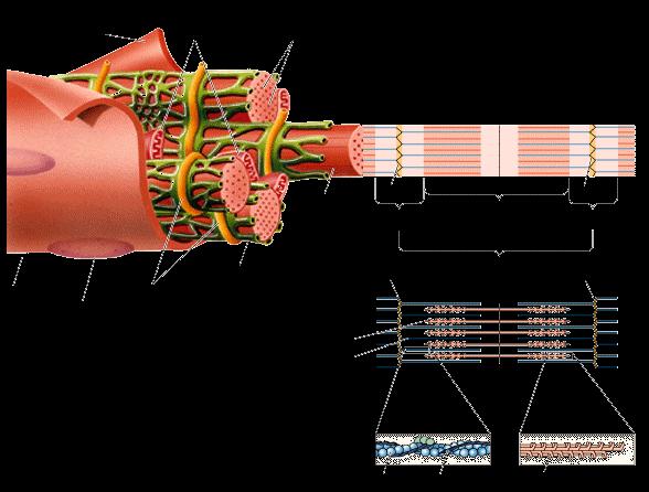 Niveluri de organizare structurală a aparatului contractil Fibra miocardică Structura microscopică Mitocondria Miofibrile Disc intercalar Structura ultramicroscopică Banda H Banda M Banda Z Banda I