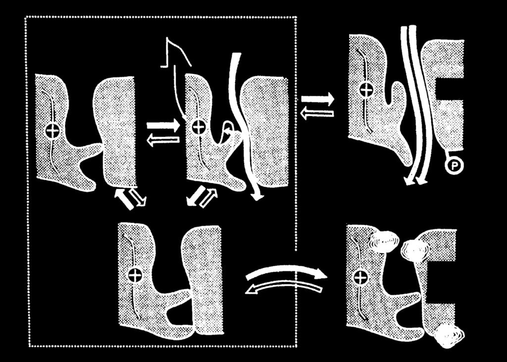 Modularea canalelor ionice de Ca +2