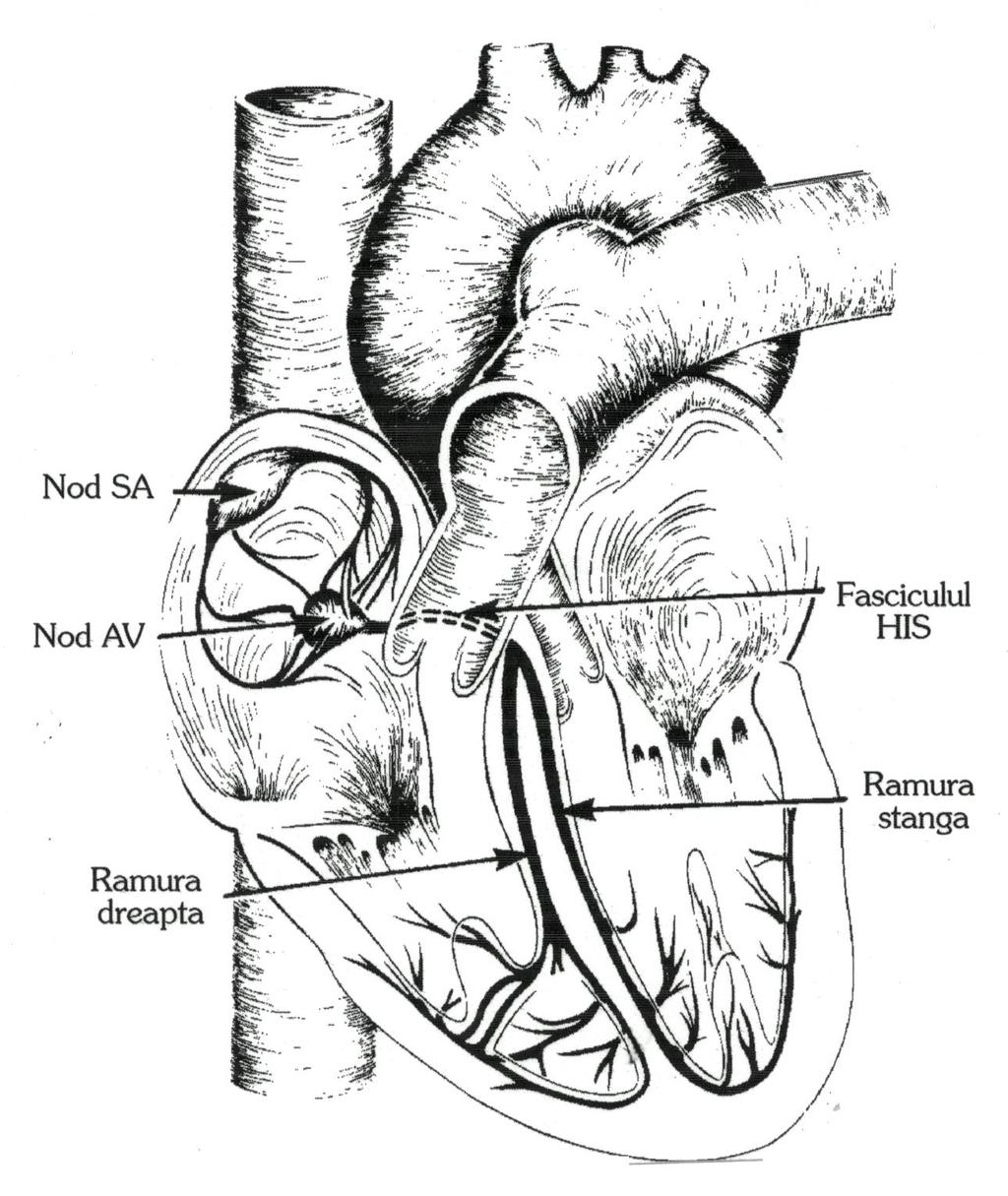 Sistemul