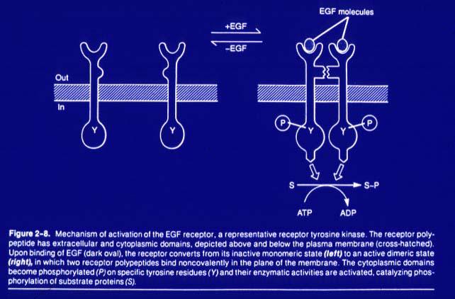 EGF receptor Aktivni
