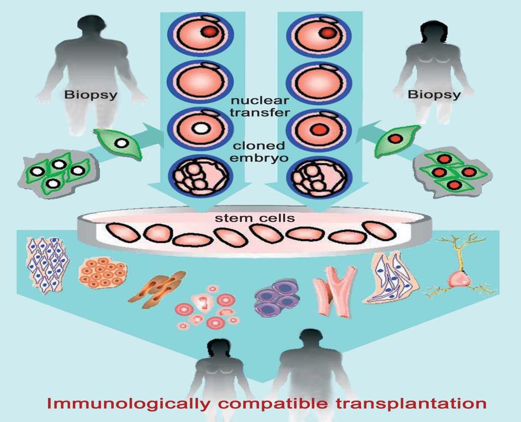 Εμβρυϊκά κύτταρα (Embryonic Stem Cells) με μελλοντικές θεραπευτικές εφαρμογές (2) Διαδικασία μεταφοράς