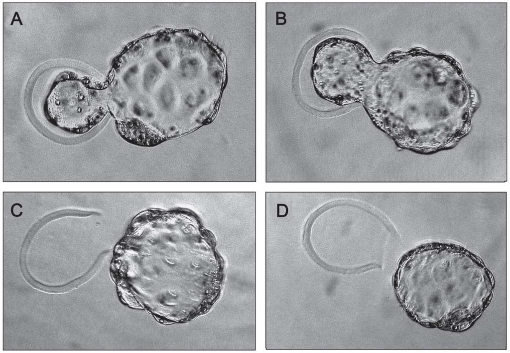 Επώαση βλαστοκύστεων που προέρχονται από έμβρυο στο στάδιο των 2- κυττάρων (Α και Β)