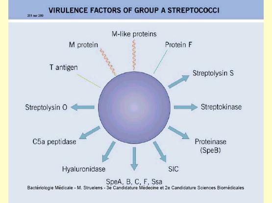 Induce formarea Ac neutralizanţi antistreptolizine O (ASLO). SLS nu este imunogenă. Manifestă activitate citolitică şi leucotoxică.