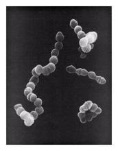 Streptococii negrupabili (lipsiţi de antigene polizaharidice de perete) - S.mitis, S.