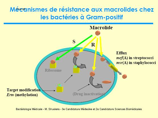 Tratamentul infecţiilor streptococice S.pyogenes este sensibil la penicilina G şi macrolide. Tratamentul anginelor previne complicaţiile poststreptococice. S.pneumoniae este sensibil la peniciline şi cefalosporine.