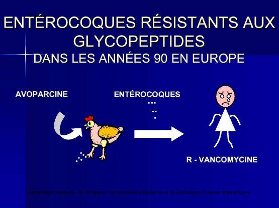Habitat: comensali ai intestinului omului şi animalelor, uneori se întâlnesc pe mucoasa genitală, în orofaringe şi pe tegument.