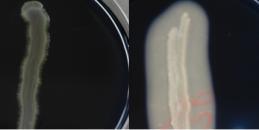 2-3 mm, opace, bombate, pigmentate (galben-auriu, galben-citric, alb), pe geloză-sânge cauzează hemoliză. Pe GGO coloniile sunt înconjurate cu un halou opac (acţiunea lecitinazei).