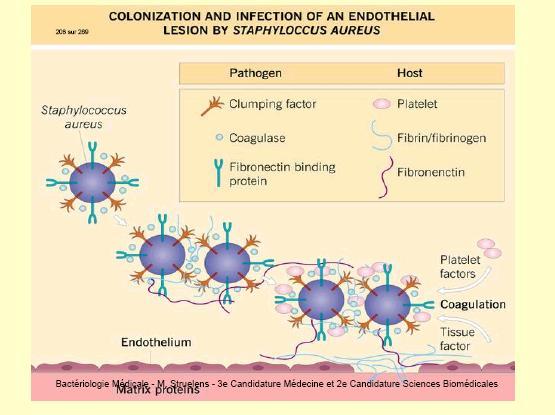 II. Toxine - Alfa-toxina (alfa-hemolizina).