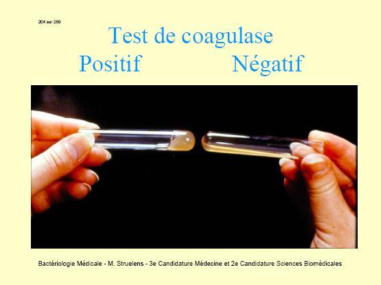 III. Coagulazele - Coagulaza liberă - proteină extracelulară care se leagă de protrombina gazdei cu formarea unui complex.