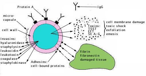 - Coagulaza legată (clumping factor) este un determinant superficial al S.aureus fixator de fibrinogen. Antifagocitar. Provoacă fenomenul de aglutinare a stafilococilor în prezenţa fibrinogenului. IV.