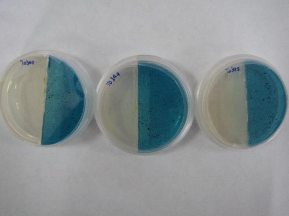 ασηπτικές συνθήκες, σε νέα τρυβλία που με αυτόν τον τρόπο, περιείχαν κατά το ήμισυ CAS-blue agar (15 ml) και κατά το υπόλοιπο ήμισυ nutrient agar (Εικόνα 3.1), στα οποία και εμβολιάστηκαν τα βακτήρια.