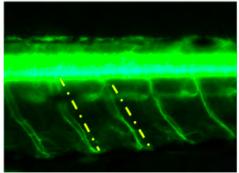 74 * 46 10.0 μg ml 1 283±5.01 * 44 33.3 μg ml 1 286±4.42 ** 49 100.