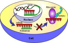 ... istovremeno Antisense tehnologija - utišavanje gena korištenjem RNA molekula