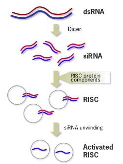 2.korak sirna povezuje se s RISC kompleksom