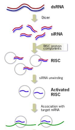 3.korak Antisense sirna omogućava RISCu