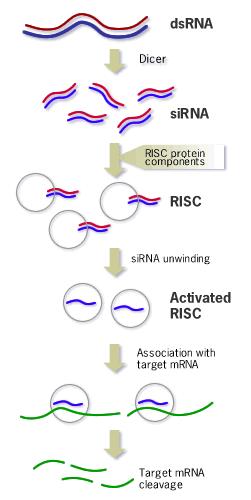 4.korak RISC reže mrna oprilike po sredini regije na kojoj se