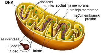 . 2r = 5 μm MITOHONDRIJ 2 membrani: zunanja gladka, notranja nagubana v kriste na notranjih membranah