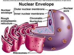 -delitveno (kromatin je spiralizairan v kromosome) mitoza vloga: -nosi DNK -sodeluje pri regulaciji procesov v celici JEDRCE (NUKLEULUS) 2r = 2-5μm znotraj