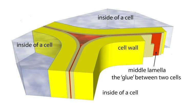 -sekundarna cel. stena : najbolj zunanja in najdebelejša plast citosol = tekoč del citoplazme 2.