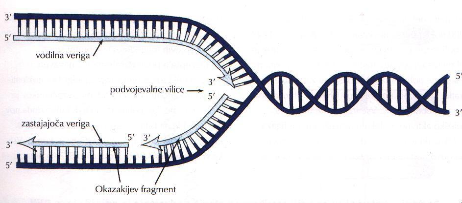 fragmenti; ker DNK-polimeraza prostorsko ne zmore obojega) -primaza (na manjkajočih mestih naredi RNK komplementarno DNK) -ligaza (poveže kose DNK v enotno verigo) SINTEZA BELJAKOVIN kodirana