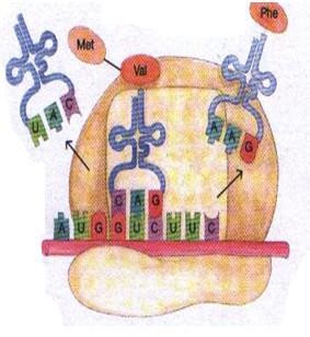 RNK (rrnk) sestavni del ribosomov PREVAJANJE/TRANSLACIJA proces, ko se kodirano sporočilo iz zaporedja nukleotidov prenaša v zaporedje aminokislin in se pri tem prevede (dekodira) -aminokisline v