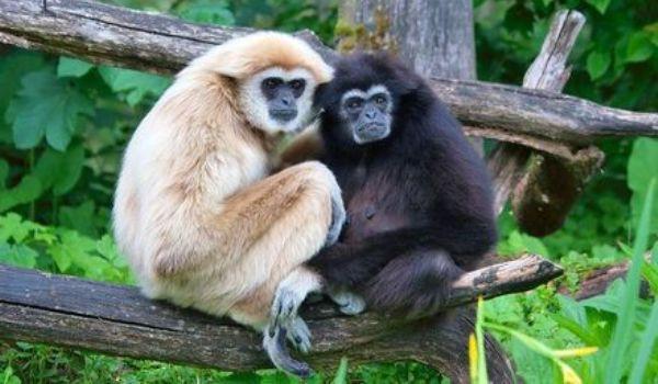 primati = prvaki ~gorile: rastlinojede, plašne, ogrožene ~šimpanz: najmanj ogrožen, rastlinojedi + mesojedi, nevarni, močni ~orangutan ( gozdni človek ~giboni: spolni dimorfizem (=različna barva