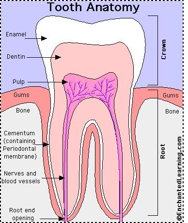 (zobnih jamicah) Zgradba zoba: -zobna korenina (se pritrja z zobnim cementom v alveolo, vsebuje zobno pulpo oz.