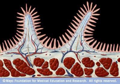 monogliceridi( ) Gibanje črevesja: peristaltika (krčenje in sproščanje vzdolžnih mišic), segmentacija (krčenje krožnih mišic) ter premikanje resic v vertikali (da se hrana bolje