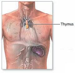 PRIŽELJC = TIMUS leži za prsnico pomemben v imunosti (nastajanje levkocitov) pospešuje rast, apnenje kosti, zavira spolni razvoj pred puberteto preučevanje hormonov -ostranijo organ, ki izloča hormon