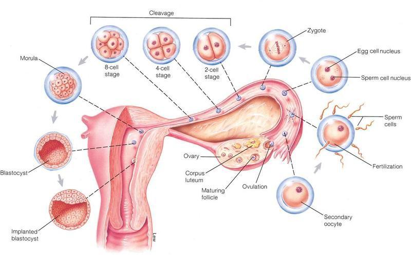 razvije zarodek + pomožne strukture: posteljica (placenta), amniotska vrečka = plodovnikov mehur (membrana, ki obdaja zarodek) zarodne