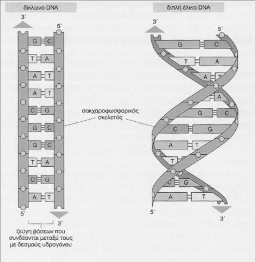 Πόσα διαφορετικά νουκλεοτίδια υπάρχουν σε ένα μόριο DNA: α. Ένα β. Δύο γ. Τρία δ. Τέσσερα Γ. Σε μία πολυνουκλεοτιδική αλυσίδα που αναπτύσσεται, ένα νέο νουκλεοτίδιο μπορεί να προστεθεί. : α.
