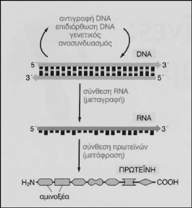 2.2. Έκφραση της γενετικής πληροφορίας. 2.2.1. 2.2.3. Α. Ποια διαδικασία του σχήματος αφορά την ικανότητα του DNA να δημιουργεί αντίγραφα του εαυτού του ; α. Αντιγραφή β. Μεταγραφή γ. Μετάφραση Β.