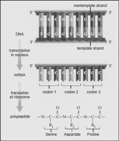 Μπορούμε να ισχυριστούμε ότι η σειρά των βάσεων του mrna καθορίζει τη σειρά των αμινοξέων της πρωτεΐνης; Δ. Είναι σωστός ο ισχυρισμός ότι το DNA καθορίζει τη σειρά των αμινοξέων της πρωτεΐνης ; 2.2.4.
