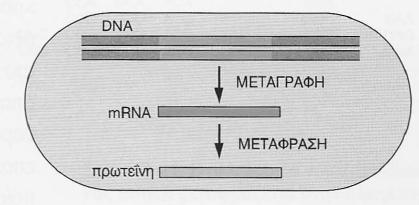 Σε ποιο από τα δυο κύτταρα το mrna μετά τη μεταγραφή είναι έτοιμο να μεταφραστεί ; α. Ευκαρυωτικό β. Προκαρυωτικό Δ.