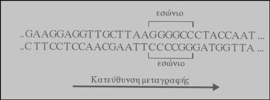 α. Που συναντάμε ασυνεχή γονίδια ; β. Να προσδιορίσετε τα 3 και 5 άκρα του παραπάνω τμήματος DNA,αιτιολογώντας την απάντηση σας γ.