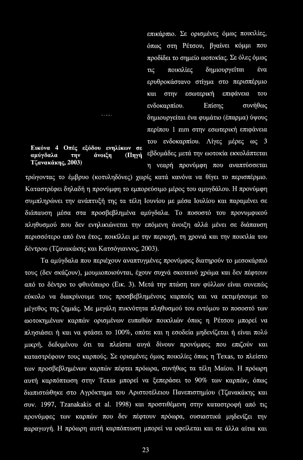 Καταστρέφει δηλαδή η προνύμφη το εμπορεύσιμο μέρος του αμυγδάλου. Η προνύμφη συμπληρώνει την ανάπτυξή της τα τέλη Ιουνίου με μέσα Ιουλίου και παραμένει σε διάπαυση μέσα στα προσβεβλημένα αμύγδαλα.