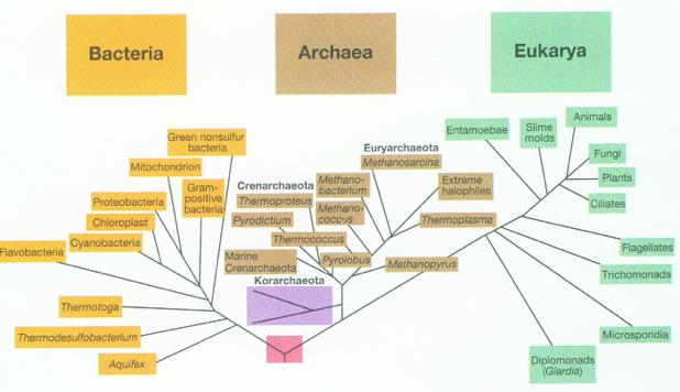 ΤΑΞΙΝΟΜΗΣΗ-ΟΝΟΜΑΤΟΛΟΓΙΑ New school taxonomy: Ταξινόµηση σύµφωνα µε τα γενετικά τους χαρακτηριστικά