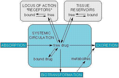 Ravimi kontsentratsioon retseptoril sõltub Asjaolud, mis mõjutavad ravimi kontsentratsiooni retseptoril imendumine, jaotumine, biotransformatsioon ja eritumine annusest imendumise kiirusest ja