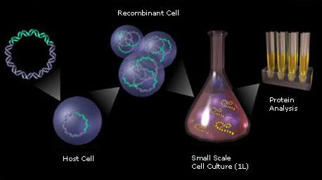 Rekombinant-DNA-tehnika Meetodite rühm, mille abil teatud DNAmolekulid liidetakse (bakteri) DNAga, eesmärgiga panna (bakteri) rakkud tootma teatud valku.