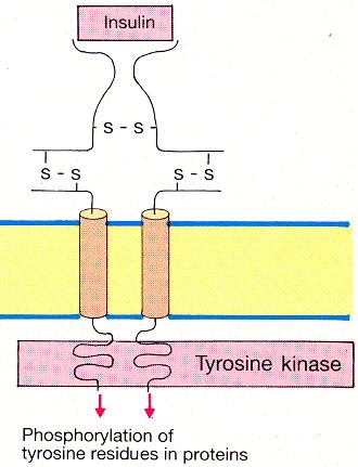 Na + liigub rakku ja K + liigub rakust välja, rakumembraan depolariseerub ja vallandab aktsioonipotentsiaali.