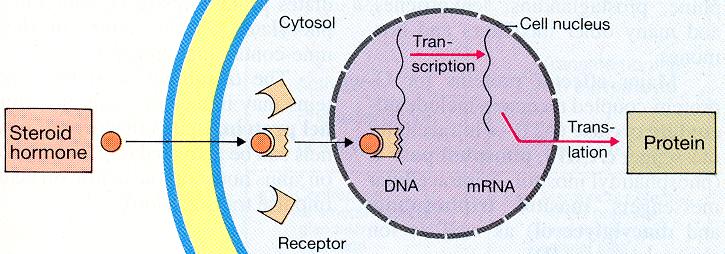 Neuromediaatori seostumisel retseptoriga toimub retseptorvalgu konformatsiooni muutus, mis omakorda mõjutab rakumembraani sisepinnal asuvat G-valku (guanüül nukleotiidiga seostuv valk).