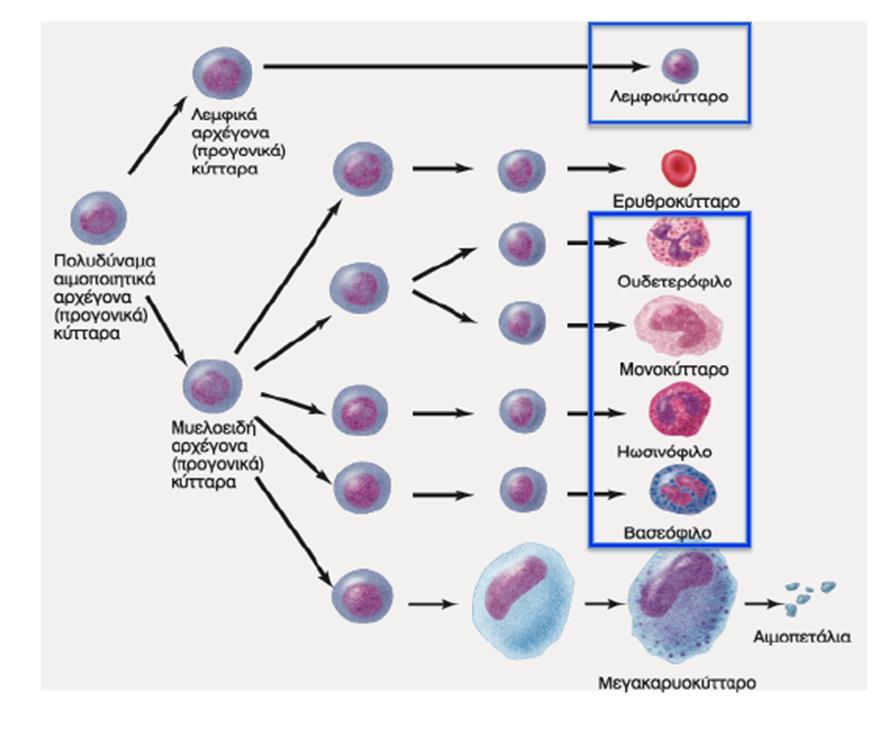 ΔΙΑΤΑΡΑΧΕΣ ΛΕΜΦΟΚΥΤΤΑΡΩΝ Νεοπλασματικές