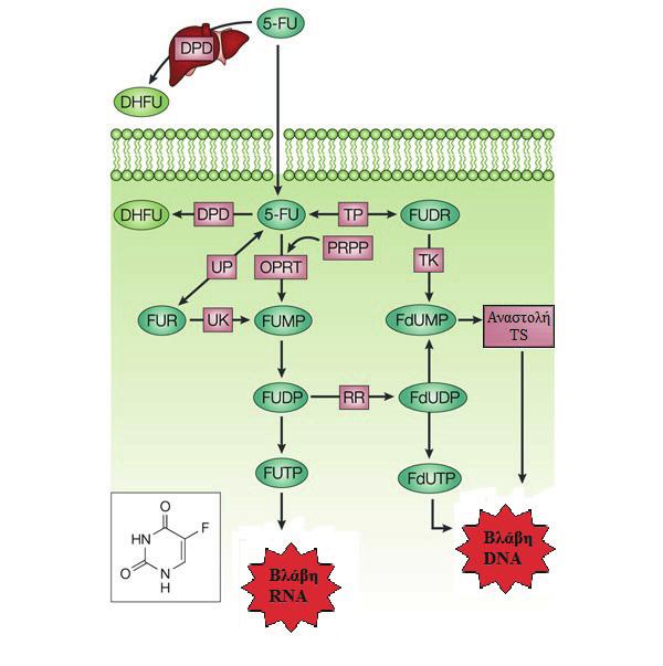 63 (dtdp) (dttp). (dttp) DNA ( ). (LV) 5,10- (CH 2 FH 4 ), FdUMP S 5-FU. 202, 263-266 5. 5- (5-FU).