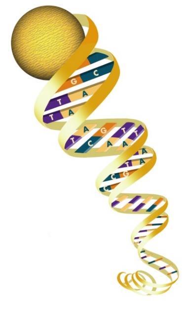 μικρό γονίδιο ~ 3 Χ 10 9 bp σε ένα γονιδίωμα (ανθρώπινο) Μεταγράφωμα (transcriptome) Η πλήρης αλληλουχία των RNA (mrna και άλλων)