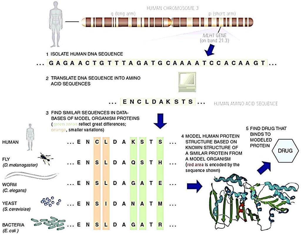Γονιδιωματική (Genomics) Συγκριτική Γονιδιωματική = Εύρεση ομόλογων Σύγκριση γονιδίων από διαφορετικούς οργανισμούς Κάποια κοινά χαρακτηριστικά που κωδικοποιούνται στο DNA μερικές φορές διατηρούνται