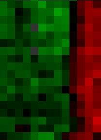 Genes Μικροσυστοιχίες (Microarrays) Ανάλυση εικόνας από μικροσυστοιχία cdna Cy3 Cy5 Cy5 Cy3 log 2 Cy5 Cy3 200 10000