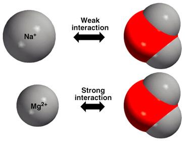مع جزيئة الماء القطبية. وبما أن شاردة المغنزيوم أصغر حجما وأكبر شحنة من شاردة الصوديوم Na( + ( لذلك يتوقع أن يكون التجاذب مع شاردة المغنزيوم أكبر من التجاذب مع شاردة الصوديوم.