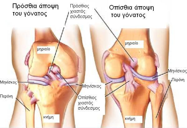 Κεφάλαιο 2 ο ΔΙΑΡΘΡΩΣΗ ΤΟΥ ΓΟΝΑΤΟΣ Γενικά Το γόνατο είναι μία άρθρωση που επιτρέπει, την κάμψη, την έκταση και μικρού βαθμού στροφές.