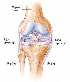 Μετακινήσεις μηνίσκων κατά την κάμψη και την έκταση του γόνατος Το σημείο επαφής κονδύλων και γληνών οπισθοχωρεί πάνω στις γλήνες κατά την κάμψη και προχωρά μπροστά κατά την