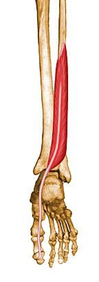Διάταση Ο ασθενής σε πρηνή θέση. Το γόνατο σε κάμψη περίπου 90 ο. η ποδοκνημική σε πελματιαία κάμψη και ο θεραπευτής στέκεται βλέποντας την έξω πλάγια πλευρά του ποδιού του ασθενή.